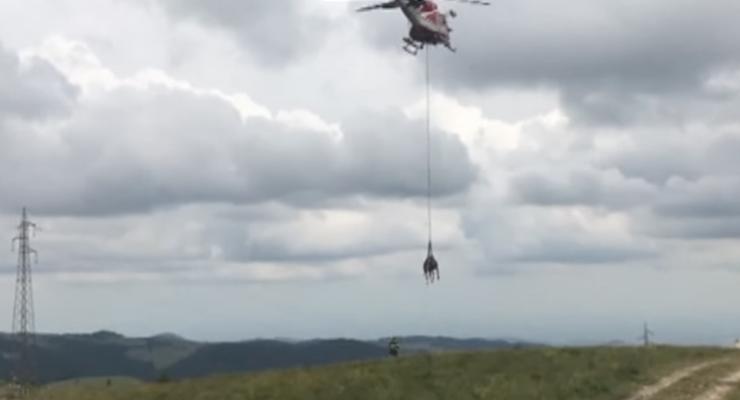 В Италии заблудившуюся корову эвакуировали на вертолете