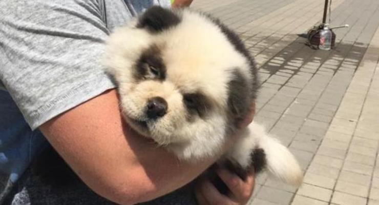 В РФ панда-модель для фото оказалась перекрашенным щенком