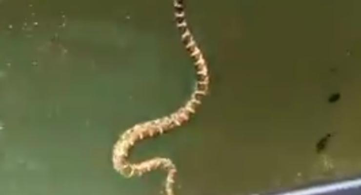 Ядовитая змея попала на лодку и довела до паники отдыхающих