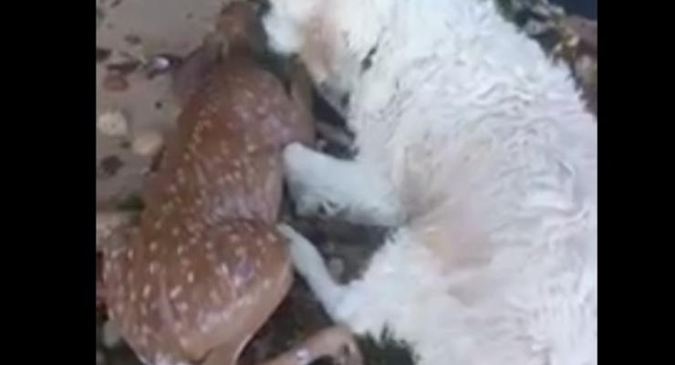 В США собака спасла тонущего олененка