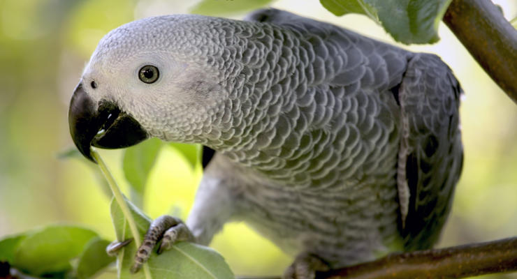 В США разговорчивый попугай выдал убийцу своего хозяина