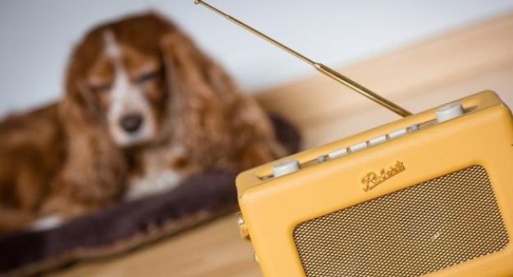 В Германии заработала первая в мире радиостанция для собак