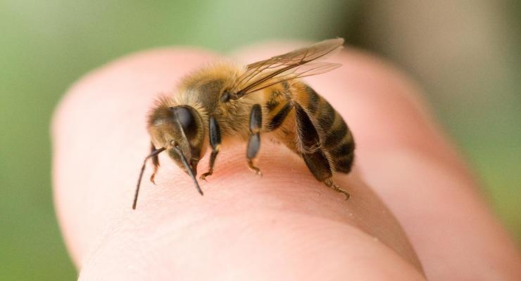 На Харьковщине мужчина умер от укуса пчелы