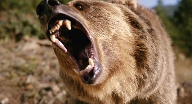 В России медведь откусил руку пьяному посетителю кафе