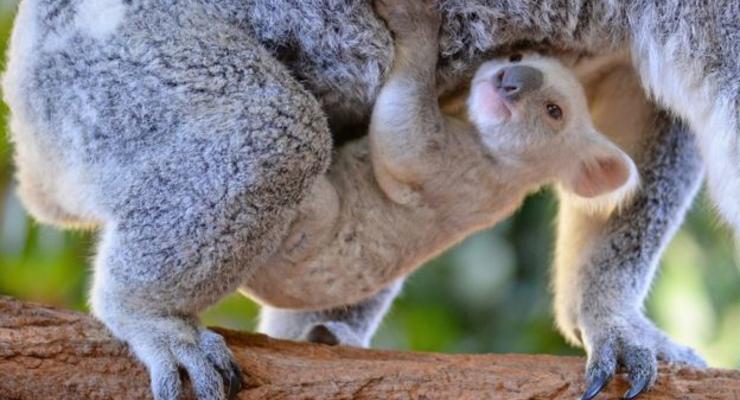 В зоопарке Австралии родилась редкая белая коала