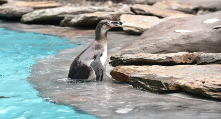 В Чили отказались от добычи железной руды ради защиты пингвинов