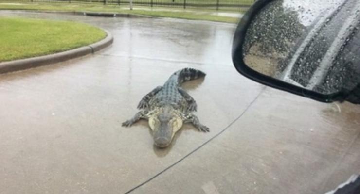 Из-за урагана Харви аллигаторы оккупировали Техас