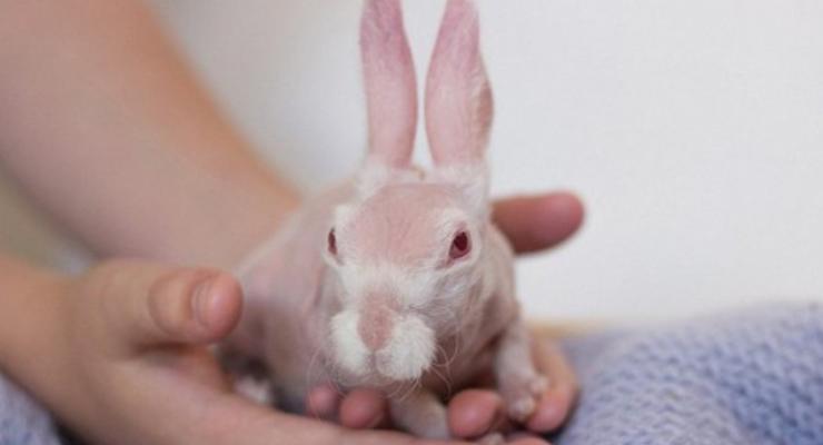 В Австралии спасенный от гибели кролик стал звездой