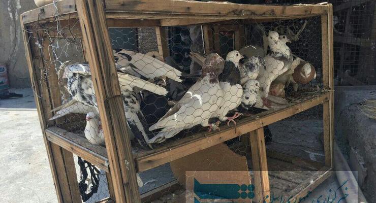 В Иране "задержали" голубей-наркодилеров