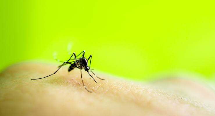 Twitter заблокировал японца из-за прибитого комара