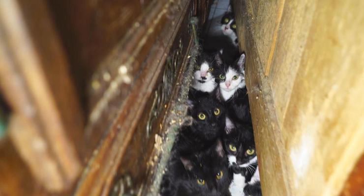 В квартире в Париже полиция обнаружила 130 кошек