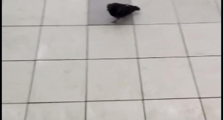 В Киеве по супермаркету разгуливал голубь