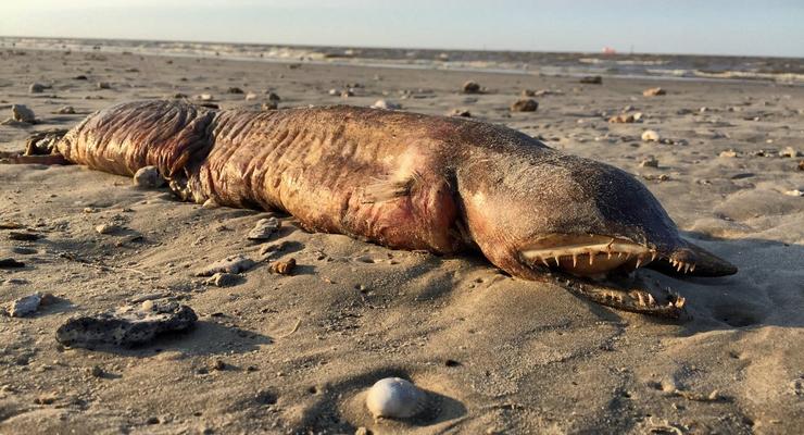 Ураган выбросил на побережье Техаса загадочное животное
