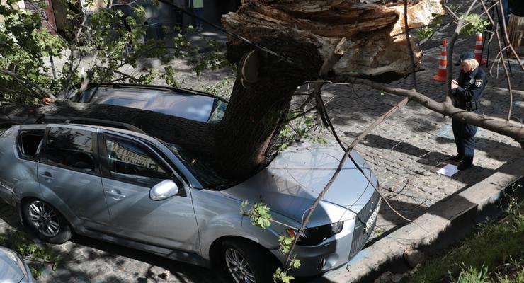 Во Львове дерево разбило автомобиль депутата