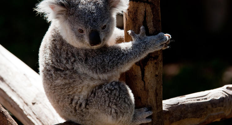 В Австралии коала проехала 16 км на оси внедорожника