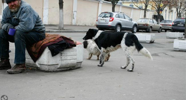 В Киеве могут запретить попрошайничество с животными