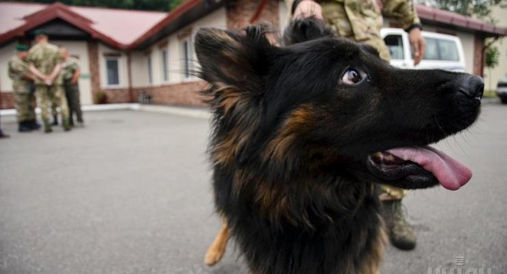 Украинские пограничные собаки напали на наблюдателей ОБСЕ