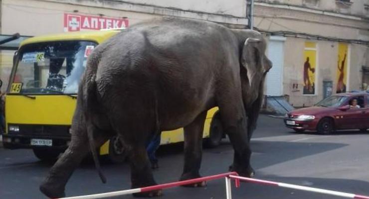 По центру Одессы гулял слон