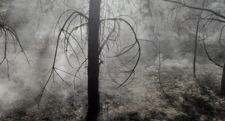 ГСЧС: Потушены два масштабных пожара в лесхозах
