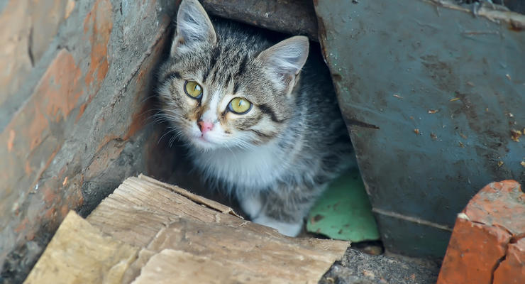 В Киеве садист за два месяца убил и изуродовал 15 котов