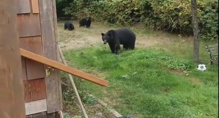 Канадец вежливо уговорил медведей покинуть его двор