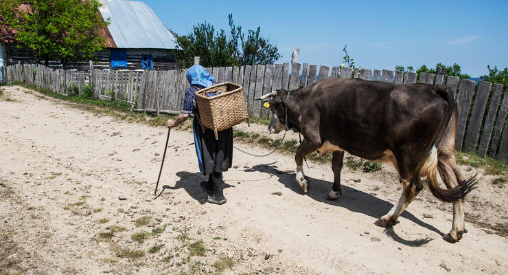 В Харьковской области женщину с коровой засосала трясина