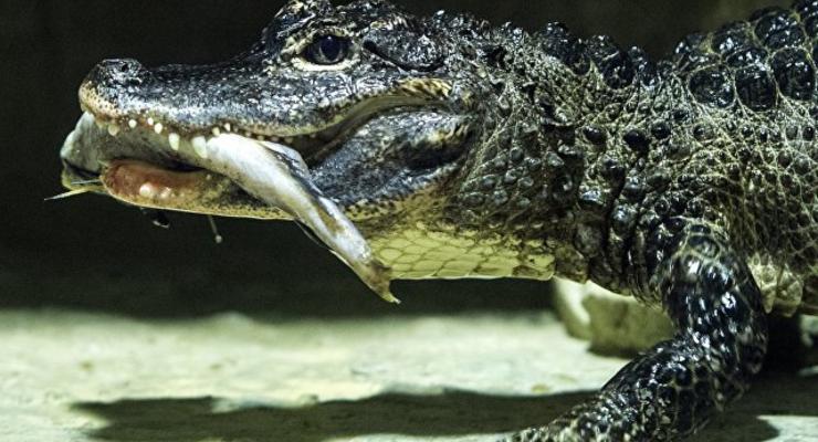 Из китайского зоопарка сбежали 78 крокодилов
