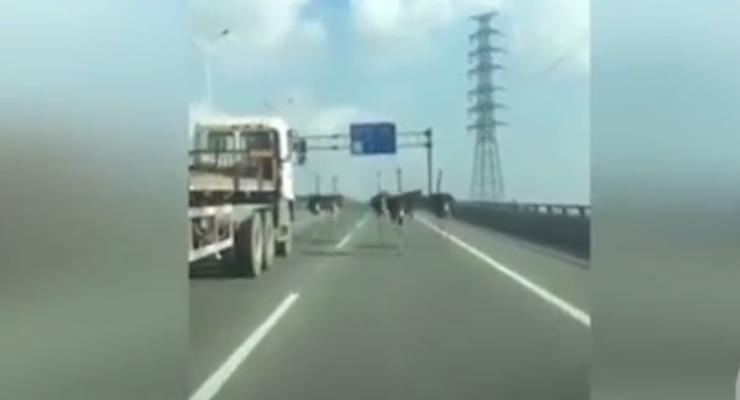 В Китае страусы сбежали с фермы и парализовали движение на автомагистрали