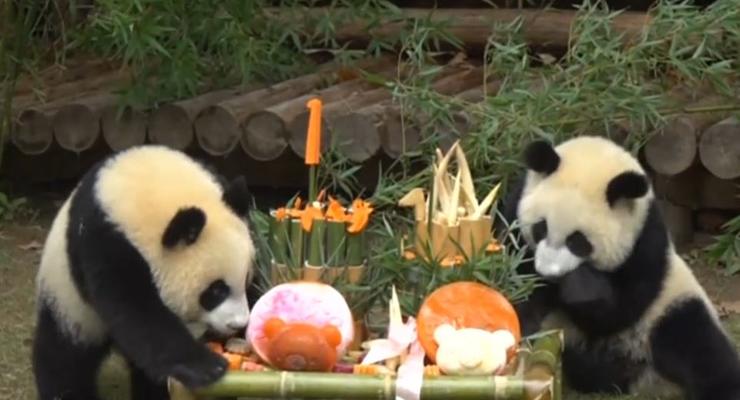 В Китае панды шикарно отпраздновали день рождения