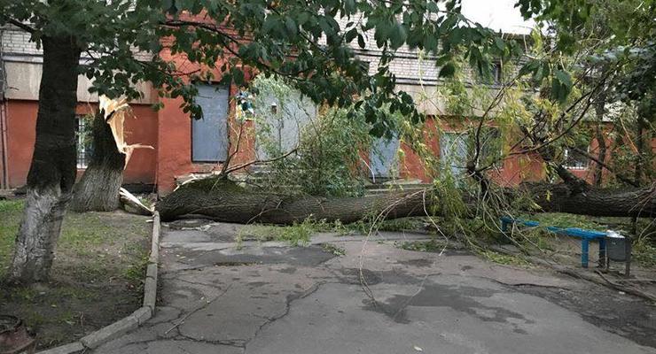 Львовская область пострадала от бури: повалены деревья и оборваны провода