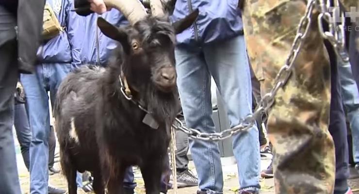 Под посольство Чехии в Киеве привели козла