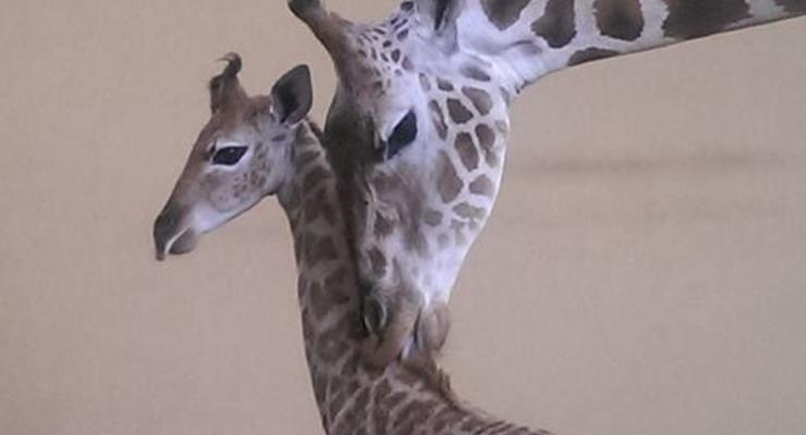 Под Киевом в зоопарке родился детеныш жирафа