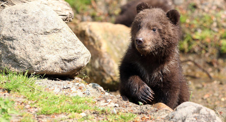 В России медведь сбежал из частного зоопарка и убил пенсионера