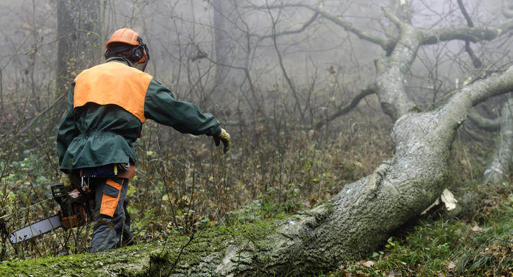 В Житомирской области "черные лесорубы" напали на лесников