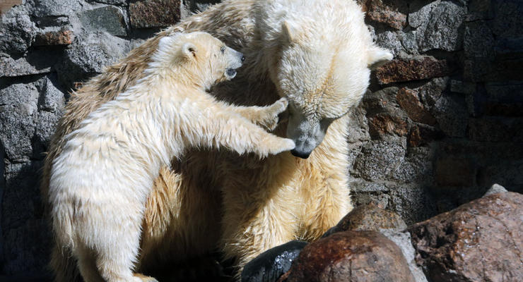 В России полярные медведи окружили село