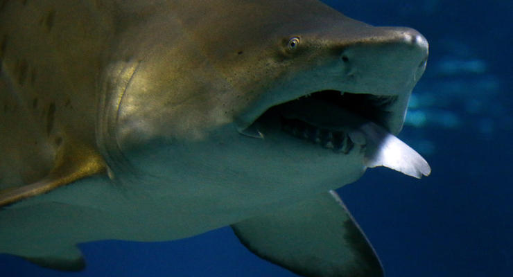 Британец проплыл более семи километров, спасаясь от акулы