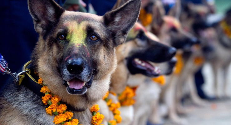 Шведская армия купила 59 собак за миллион евро - СМИ