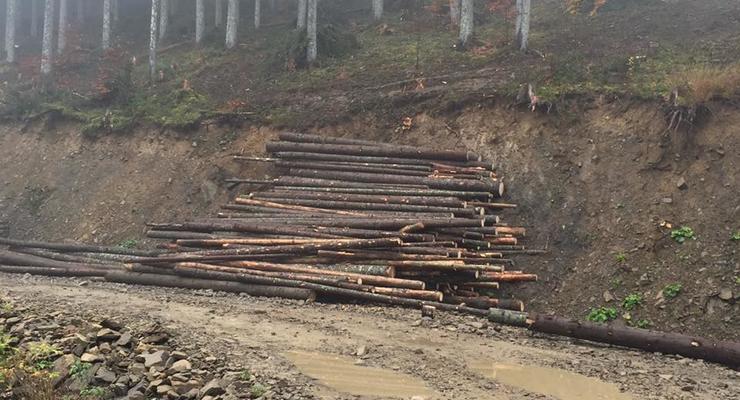 В Сети показали масштабы вырубки леса в Карпатах