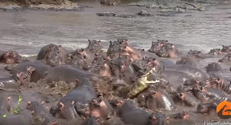 Сражение крокодила со стадом бегемотов сняли на видео