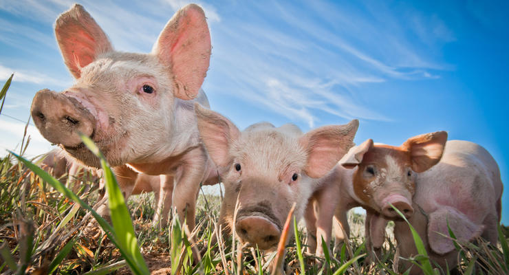 Запретили свиней: Россия расширила санкции против Украины и Запада