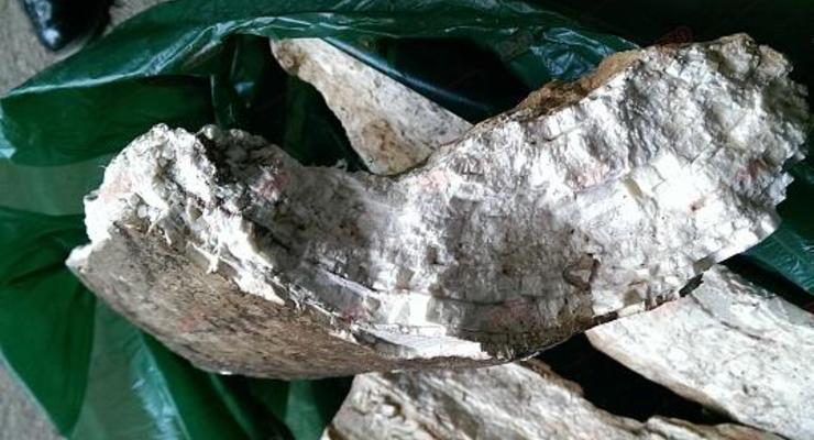 В Бердянске строители нашли останки мамонта