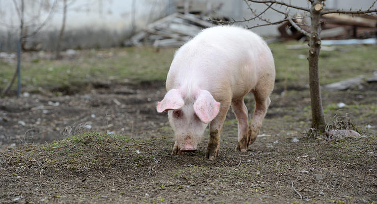 В Луганской области обнаружили африканскую чуму свиней