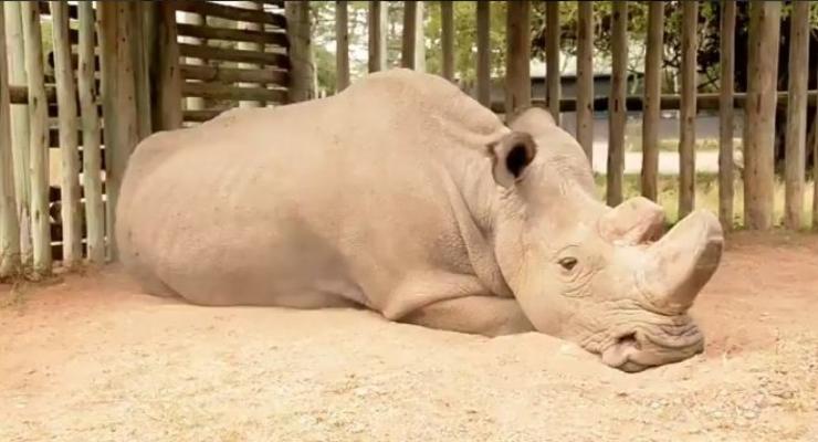 Биолог показал последнего самца северного белого носорога