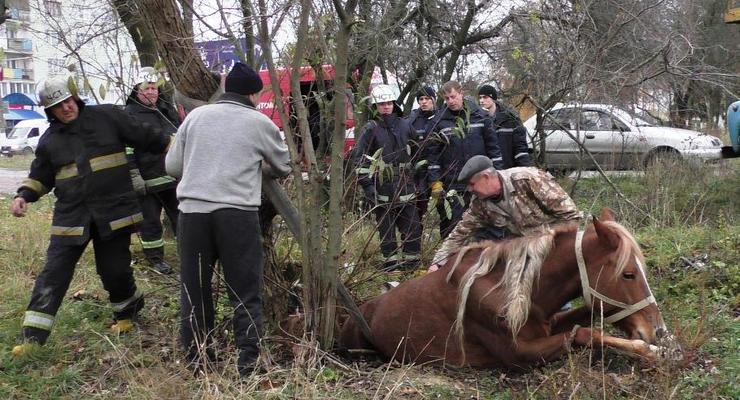 В Житомире лошадь провалилась в канализацию