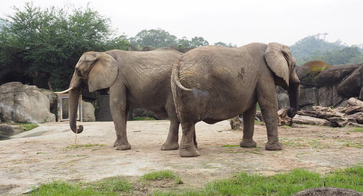 В Замбии слон насмерть затоптал двух туристов-европейцев