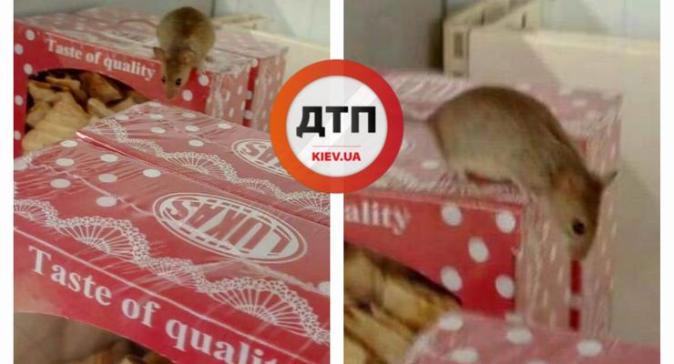 В киевском супермаркете по продуктам бегала мышь – СМИ