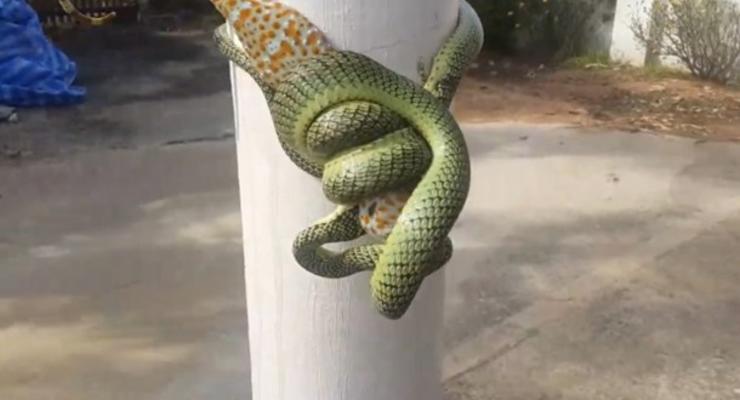 Борьбу геккона и змеи в Таиланде сняли на видео