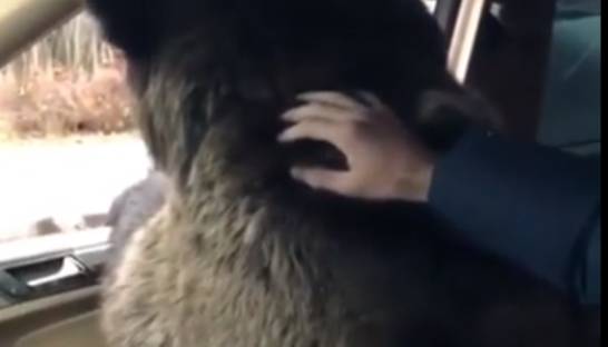 Мажор усадил медведя в Mercedes и повез "на спарринг"