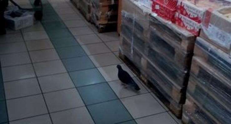 По супермаркету в Киеве разгуливала птица