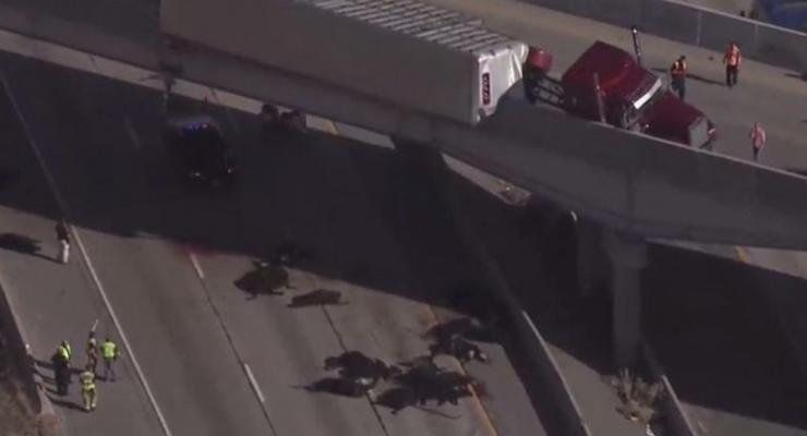 В США коровы выпали c моста из грузовика на проезжавшие машины